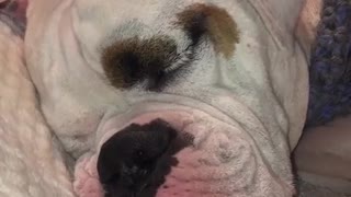 Owner singing to white dog in bed and dog falls asleep
