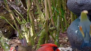 🤩🤩beautiful aviary birds - softbills flock