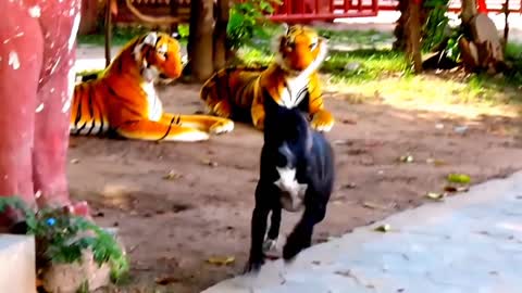 Dog vs. Fake Tiger