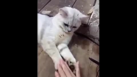 Funniest Animals Best Of The 2022 Funny Animal Videos #cats #cute #animals #funnyanimals #dogs