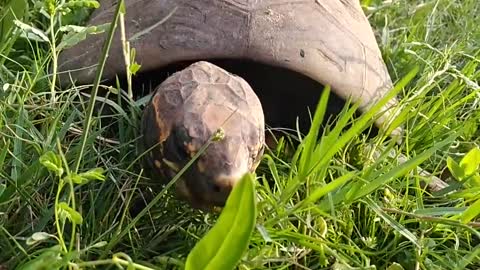 Giant tortoise eating grass in the yard.