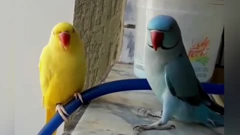 adorable parakeets