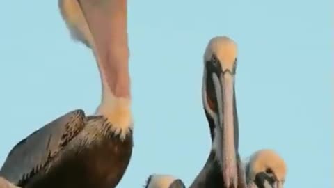 Pelicans yawn very strangely