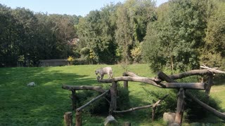 White Tiger Safari Zoo
