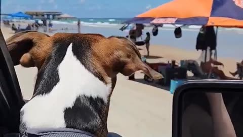 Bo loves riding on the beach, too. #beagletales #beagleslife #lovedogs #shorts