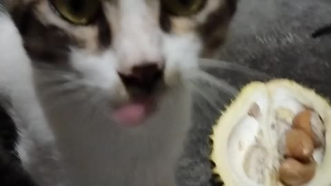cat eats durian