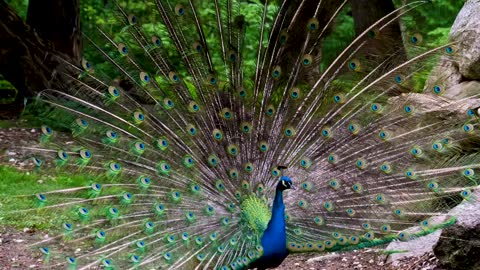 bird-peacock-feathers-plumage