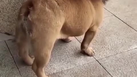 Cute Lion Dog 🤣🤣🤣
