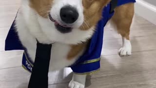 Police Officer Corgi