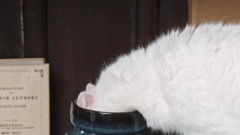 Cat forces head into glass cup | Funny cat videos