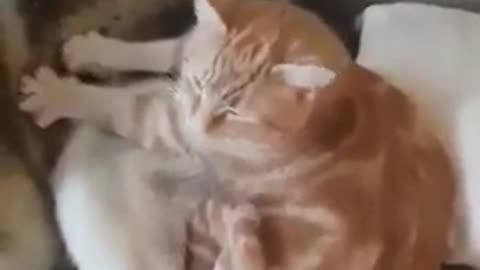 The cute cat is massaging the dog