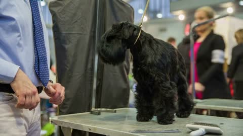 Obedient dog on table. Owner testing cute miniature Schnauzer dog obedience at exhibition event