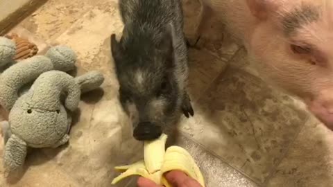 Pair of mini pigs chow down on tasty banana