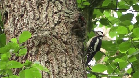 Pileated Woodpecker Chicks At the Nest