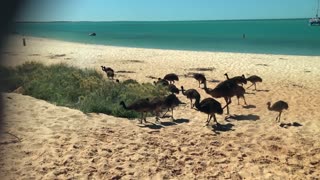 Emu Father Takes Family to the Beach
