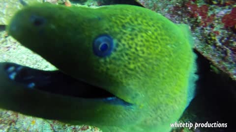 Kiss and a cheeky smile from a moray eel.