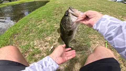 Fishing a Topwater for Pond MONSTERS!
