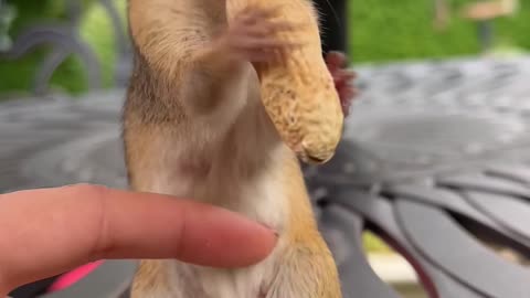 Feeding Peanuts to an Adorable Chipmunk Mom
