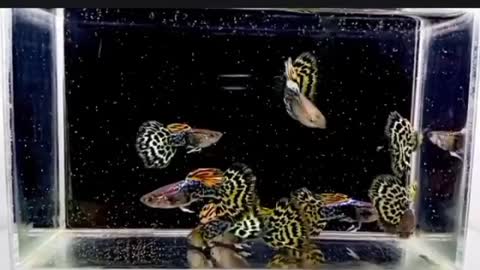 Yellow Leopard Guppy 2021