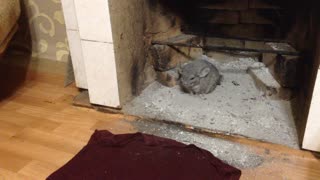 Chinchilla takes dust bath in fireplace's ashes