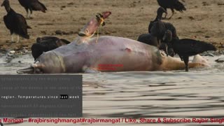 More than 100 dolphins found dead in Brazilian Amazon as water temperatures soar