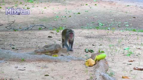 Snake Prank Monkey