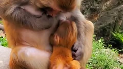 Lovely and Funny animals Lovely Monkeys Videos 2021