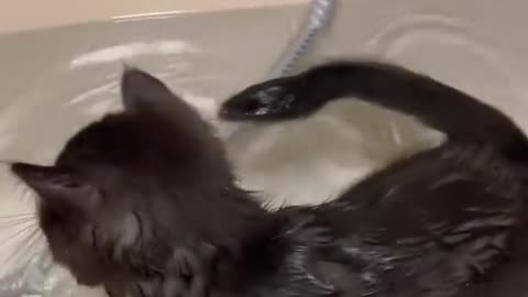 cat swimming