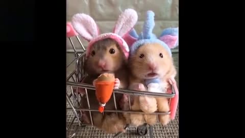Cutest and funniest pets you will ever see