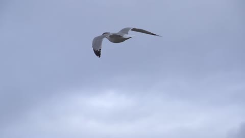 Adorable White Female Seagulls Flying Over Sea