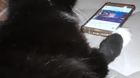 cat watching youtube