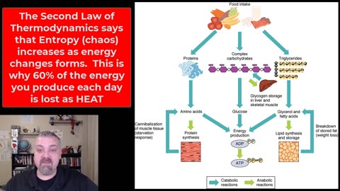 Metabolism and Heat Production: Anatomy and Physiology