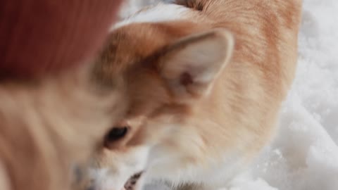 cute dog play first time in snow