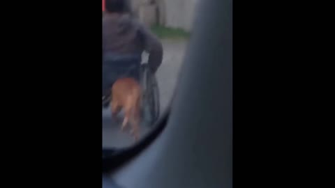 Driver Films Dog Sneaking Behind Man In Wheelchair. But What The Pup Is Really Doing Will Amaze You