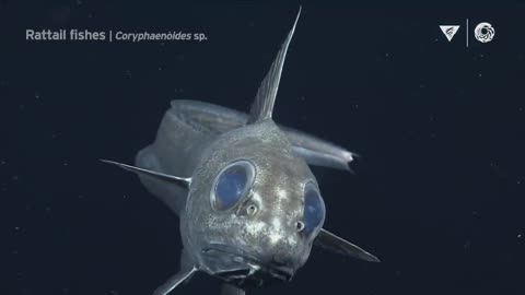 10 minutes of fascinating deep-sea animals | Into The Deep