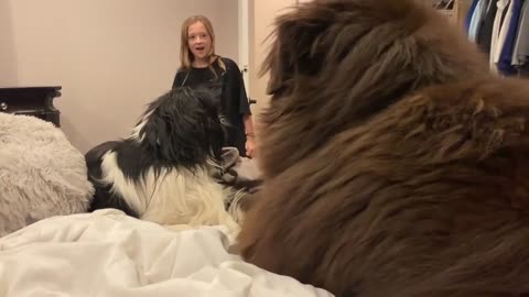 Child hilariously appalled by her two dogs smooching