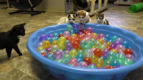 Cat chicken play in Ball pit .