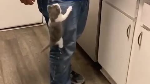 cat climbing his owner