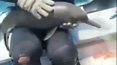 A kind man saved a dolphin entangled in a net