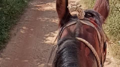 Indian Horse Riding Video