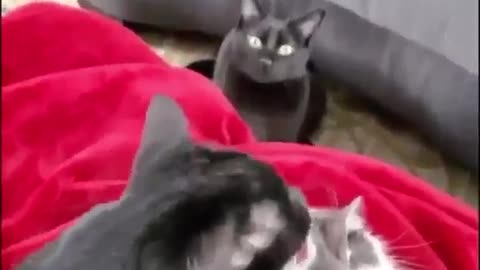 Oh you cheater, get) cats:Ах ты изменщица, получи)кошки