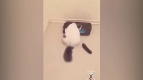 Funnyycats videos
