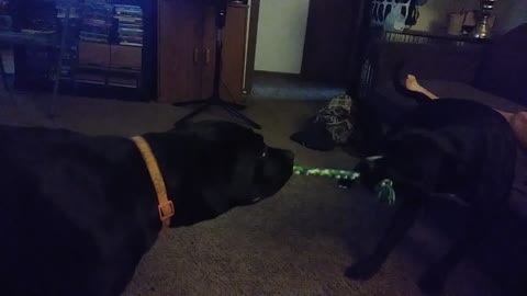 Cane Corso Vs. Pitbull-Tug of War