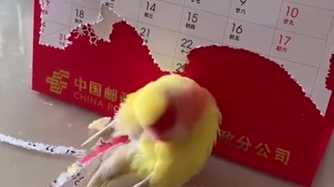 Crazy lovebird craft video