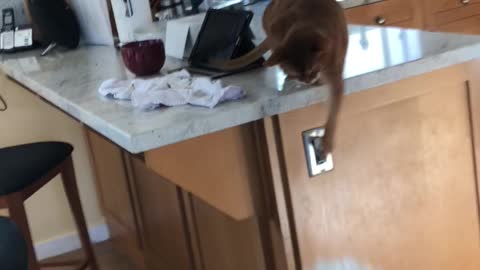 Cat on Counter Slaps Westie Dog