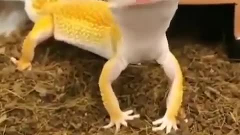 This lizard 🦎 cute and funny than you | funjoumemes
