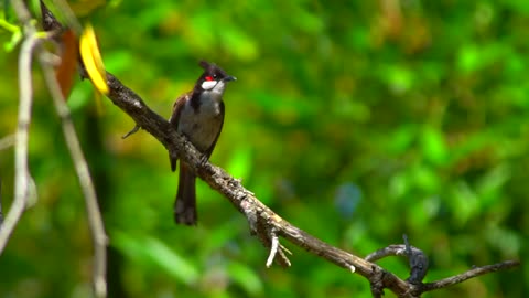 red-whiskered-bulbul-bird-wildlife