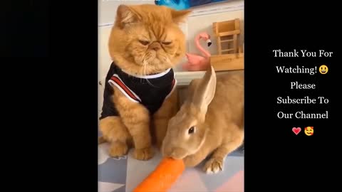 💗Cutest And Funniest Cats Please Try Not To Laugh For These Cat Compilation #3💗CutePetsGalore