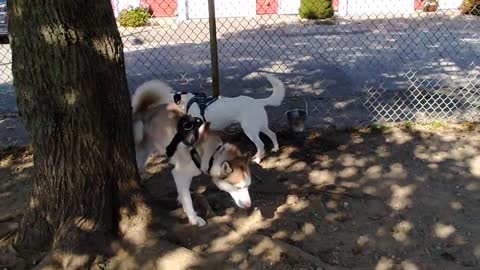 Everest and Husky