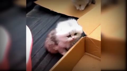 Baby cute cat and funny cat video#just cool